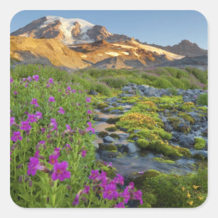Pegatina Cuadrada EE. UU., Parque Nacional Mt. Rainier, Washington.
