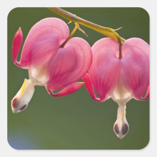 Pegatina Cuadrada EE.UU., Pennsylvania. Cierre de dos hemorragias