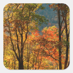 Pegatina Cuadrada EE. UU., Tennessee. Follaje de otoño