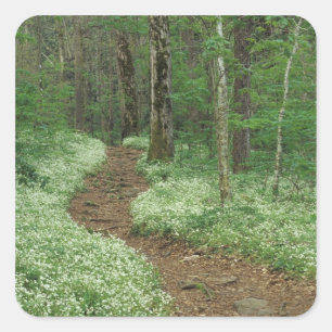 Pegatina Cuadrada EE.UU., Tennessee, Great Smoky Mountains NP, 3