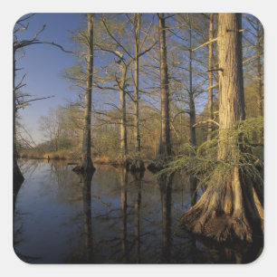 Pegatina Cuadrada EE.UU., Tennessee. Vida silvestre nacional Reelfoo