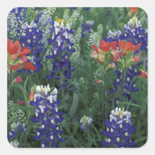 Pegatina Cuadrada EE. UU., Texas Hill Country. Bluebonnets y