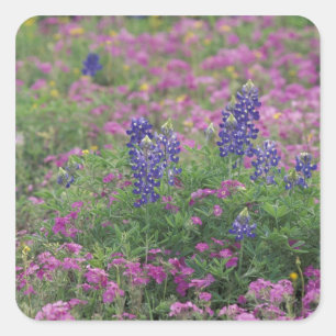 Pegatina Cuadrada EE. UU., Texas Hill Country. Lupinos entre phlox