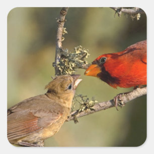 Pegatina Cuadrada EE.UU., Texas, Rio Grande Valley, McAllen. Matizad