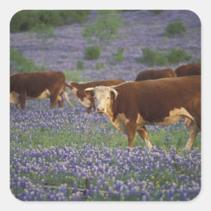 Pegatina Cuadrada EE. UU., Texas, Texas Hill Country, Hereford