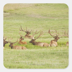 Pegatina Cuadrada EE.UU., Utah, Grupo de toros Elk (Cervus canadensi