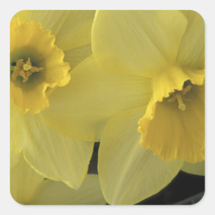 Pegatina Cuadrada EE. UU., Utah, Narcisos de Cache Valley