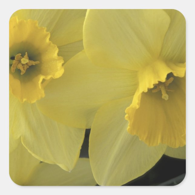 Pegatina Cuadrada EE. UU., Utah, Narcisos de Cache Valley (Anverso)