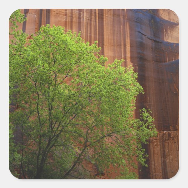 Pegatina Cuadrada EE. UU., Utah, Paria Canyon- Vermillion Cliffs (Anverso)