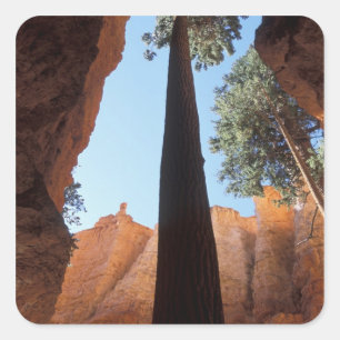 Pegatina Cuadrada EE. UU., Utah, Parque Nacional Bryce Canyon. Alto