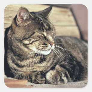 Pegatina Cuadrada EE. UU., Utah, Parque Nacional Capitol Reef. Gato
