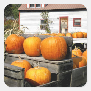 Pegatina Cuadrada EE. UU., Vermont. Calabazas