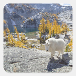 Pegatina Cuadrada EE. UU., WA, Enchantments del desierto de Alpine L