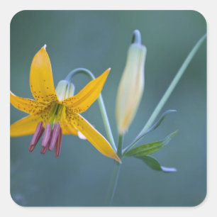 Pegatina Cuadrada EE.UU., WA, Parque Nacional del Monte Rainier.Colu