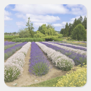 Pegatina Cuadrada EE. UU., WA, Sequim, Purple Haze Lavender Farm