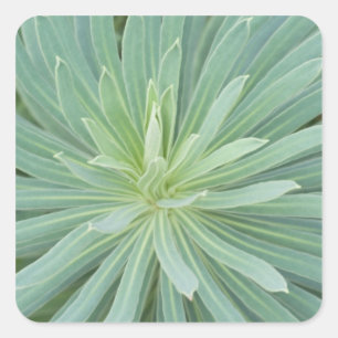 Pegatina Cuadrada EE.UU., Washington, Bellevue, Botánica Bellevue 4