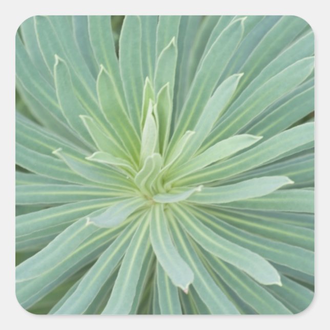 Pegatina Cuadrada EE.UU., Washington, Bellevue, Botánica Bellevue 4 (Anverso)