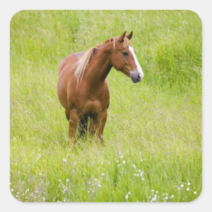 Pegatina Cuadrada EE. UU., Washington, Caballo en Campo de Primavera