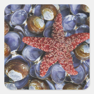 Pegatina Cuadrada EE.UU., Washington, Hood Canal, Seabeck. Detalle