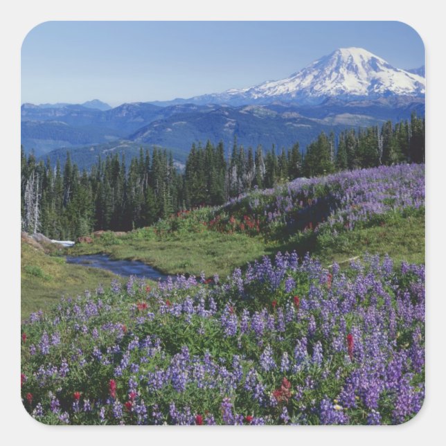 Pegatina Cuadrada EE. UU., Washington Mt. Adams Wilderness, Praderas (Anverso)