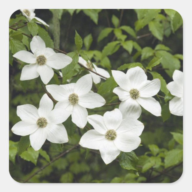Pegatina Cuadrada EE.UU., Washington, Pacific Dogwood, Cornus (Anverso)