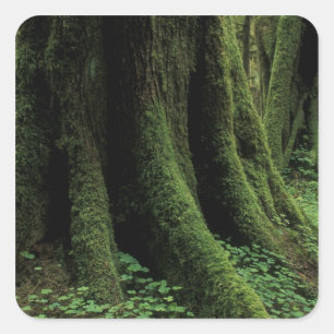 Pegatina Cuadrada EE. UU., Washington, Parque Nacional Olímpico, 2