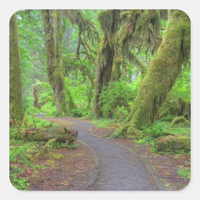 Pegatina Cuadrada EE. UU., Washington, Parque Nacional Olímpico, Llu (Anverso)