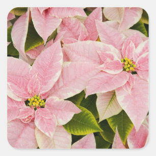 Pegatina Cuadrada EE.UU., Washington, Woodinville, la guardería de 