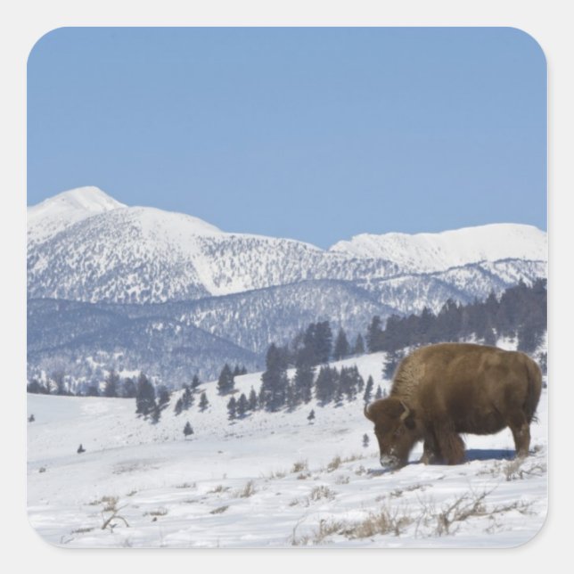 Pegatina Cuadrada EE. UU., WY, Parque Nacional Yellowstone, Bisonte  (Anverso)