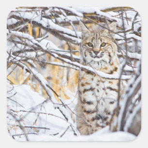 Pegatina Cuadrada EE.UU., Wyoming, Bobcat