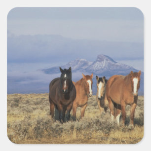 Pegatina Cuadrada EE. UU., Wyoming, cerca del grupo de caballos de C