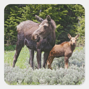 Pegatina Cuadrada EE. UU., Wyoming, montañas Bighorn, alce Alces