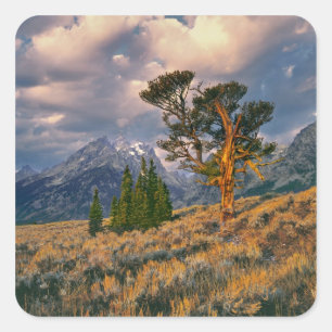Pegatina Cuadrada EE. UU., Wyoming, Parque Nacional Grand Teton. El