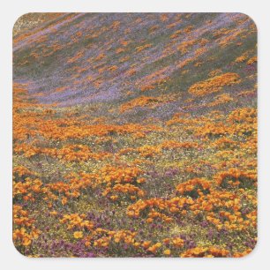 Pegatina Cuadrada EEUU, California, Montañas Tehachapi, 2