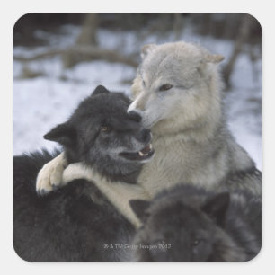 Pegatina Cuadrada EEUU, Montana, Lobos jugando en la nieve