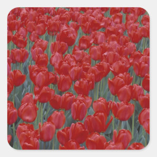 Pegatina Cuadrada EEUU, Ohio, Cincinnati. Cama de tulipanes rojos