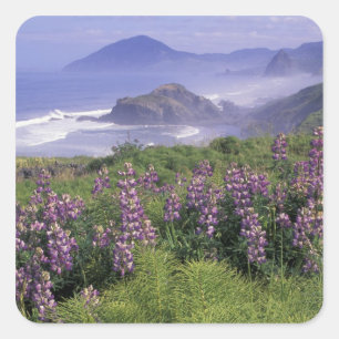 Pegatina Cuadrada EEUU, Oregón, Playa Nesika. Lupine y Oregon