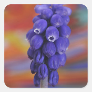 Pegatina Cuadrada EEUU, Oregón, Portland. Cierre de la uva azul