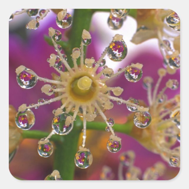 Pegatina Cuadrada EEUU, Oregón, Portland. Las flores de cosmos se re (Anverso)