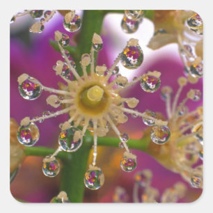 Pegatina Cuadrada EEUU, Oregón, Portland. Las flores de cosmos se re