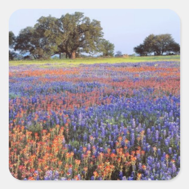Pegatina Cuadrada EEUU, Texas, Llano. Bluebonnets y redbonnets (Anverso)