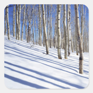 Pegatina Cuadrada EEUU, Utah, Bosque Nacional Dixie, Aspen Grove