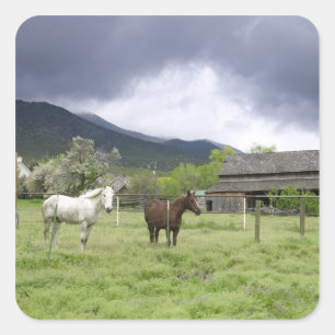 Pegatina Cuadrada EEUU, Utah, caballos en rancho