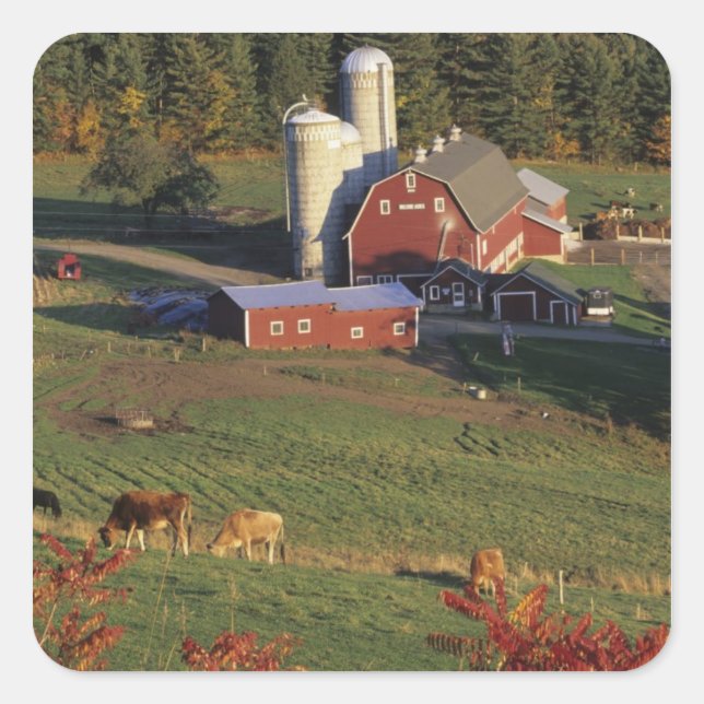 Pegatina Cuadrada EEUU, Vermont, Pomfret. Barn Rojo y caída (Anverso)