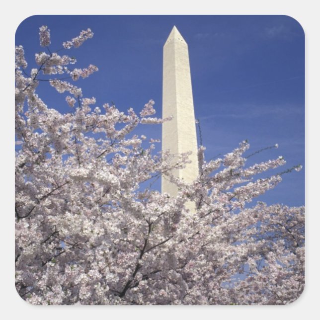 Pegatina Cuadrada EEUU, Washington DC. Festival Cherry Blossom y (Anverso)