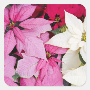 Pegatina Cuadrada EEUU, Washington, Woodinville, enfermera de Molbak