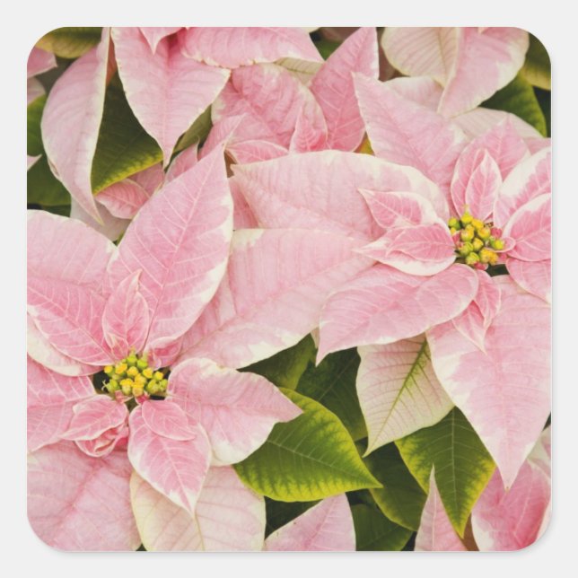 Pegatina Cuadrada EEUU, Washington, Woodinville, la guardería de Mol (Anverso)