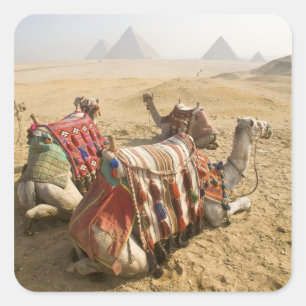 Pegatina Cuadrada Egipto, El Cairo. Camellos descansando