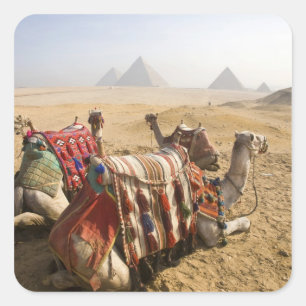 Pegatina Cuadrada Egipto, El Cairo. Camellos descansando