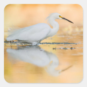 Pegatina Cuadrada Egret cuando el sol se pone